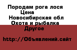 Породам рога лося › Цена ­ 1 500 - Новосибирская обл. Охота и рыбалка » Другое   